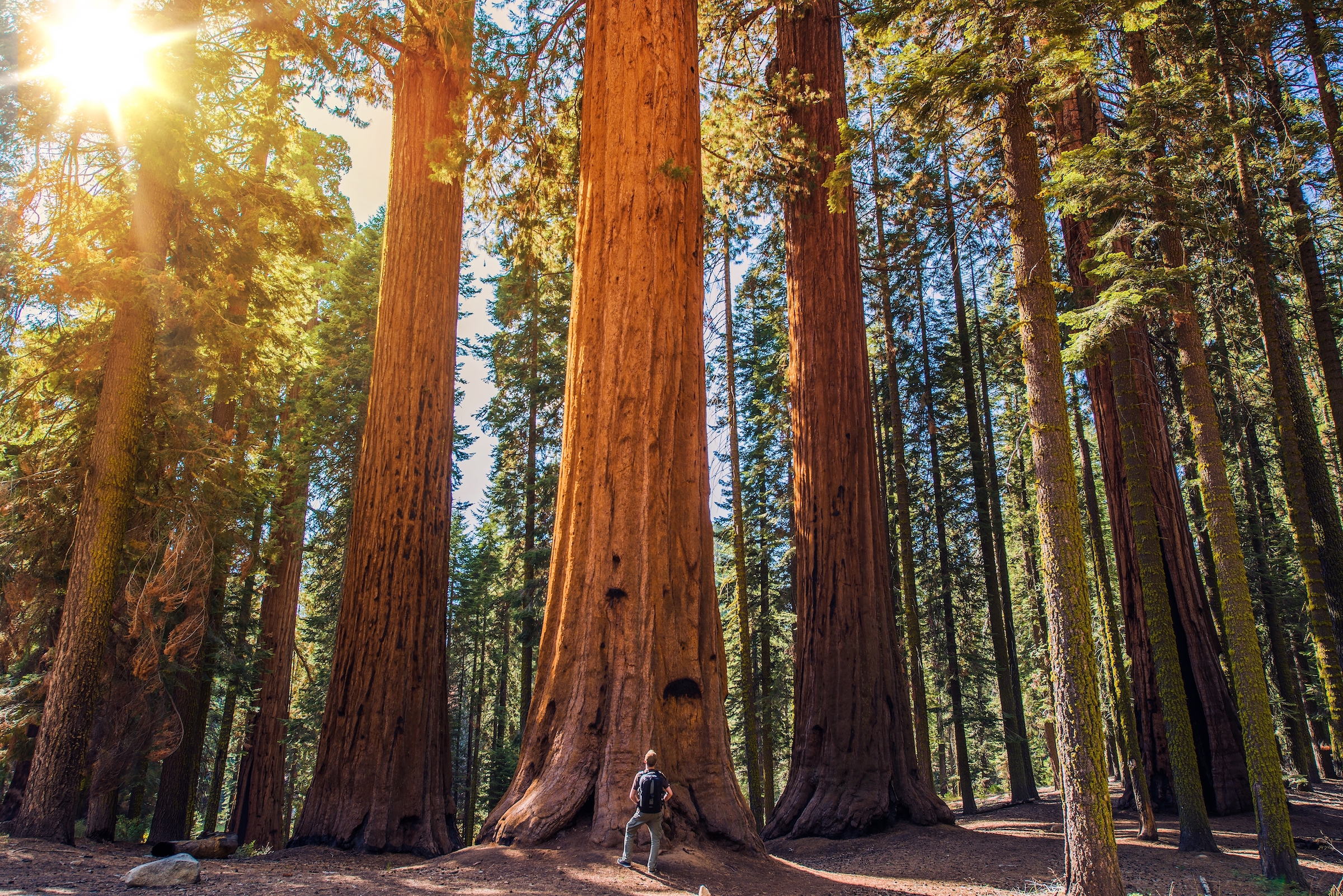 explore northern california"s redwood coast with family nature