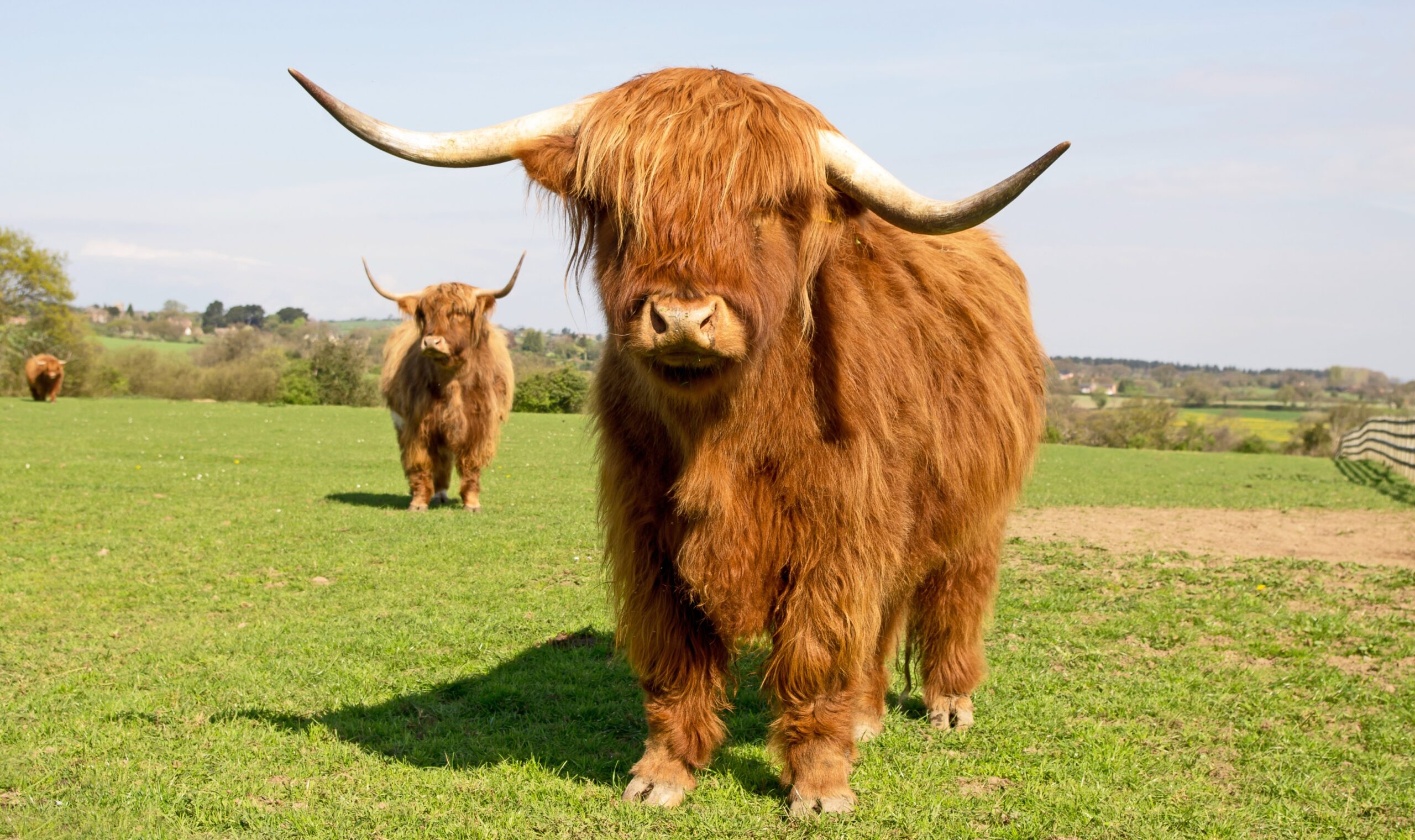 vermont-cows